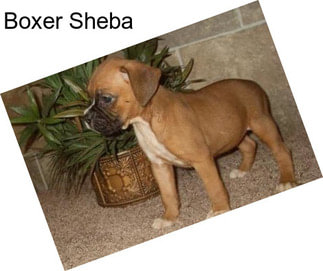 Boxer Sheba