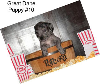 Great Dane Puppy #10