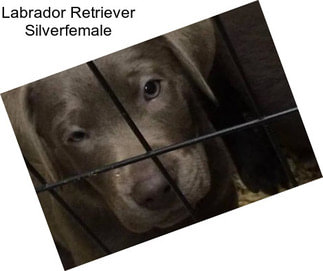 Labrador Retriever Silverfemale