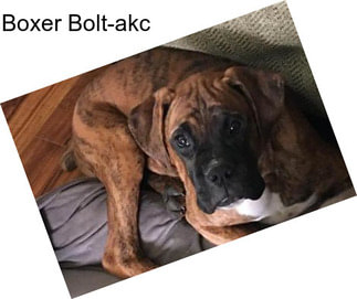 Boxer Bolt-akc