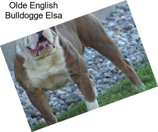 Olde English Bulldogge Elsa