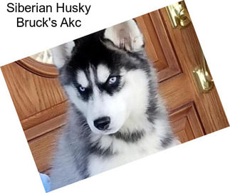 Siberian Husky Bruck\'s Akc