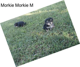 Morkie Morkie M