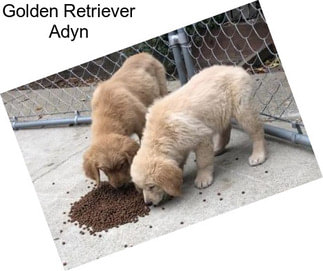 Golden Retriever Adyn