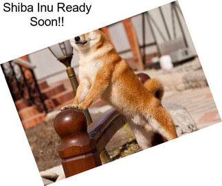 Shiba Inu Ready Soon!!