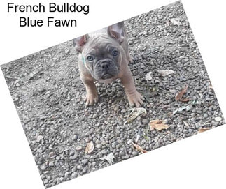 French Bulldog Blue Fawn