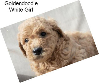 Goldendoodle White Girl