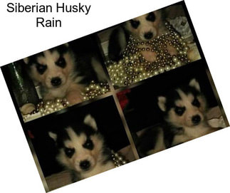 Siberian Husky Rain