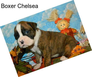 Boxer Chelsea