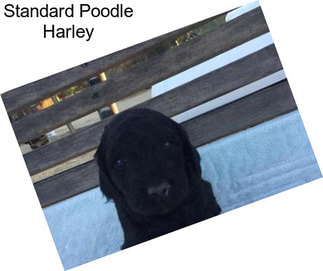 Standard Poodle Harley