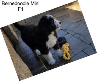 Bernedoodle Mini F1