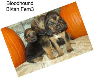 Bloodhound Bl/tan Fem3