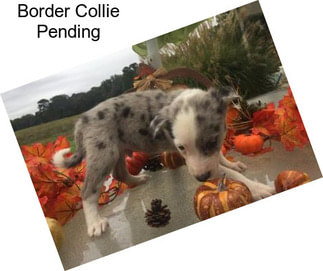 Border Collie Pending