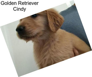 Golden Retriever Cindy