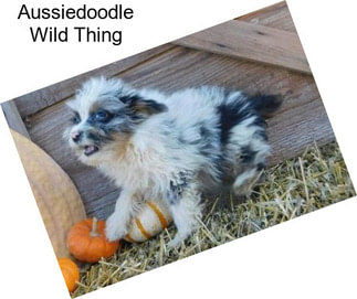 Aussiedoodle Wild Thing