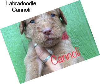 Labradoodle Cannoli