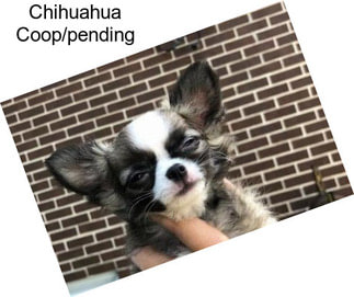 Chihuahua Coop/pending