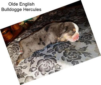 Olde English Bulldogge Hercules