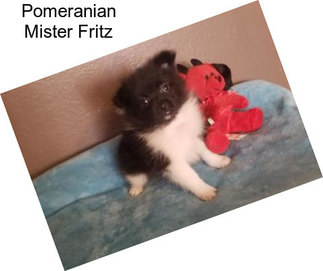 Pomeranian Mister Fritz