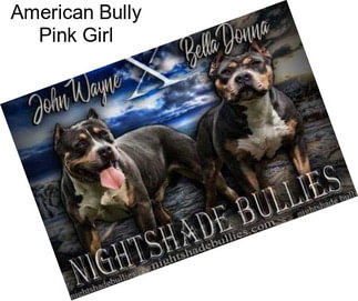 American Bully Pink Girl