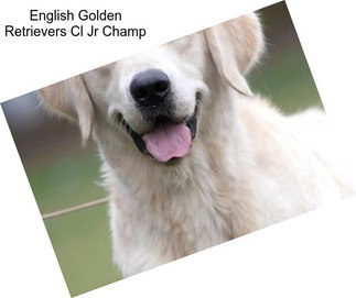 English Golden Retrievers Cl Jr Champ