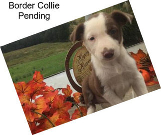 Border Collie Pending