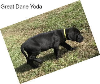 Great Dane Yoda