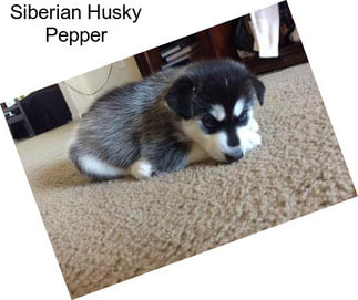 Siberian Husky Pepper