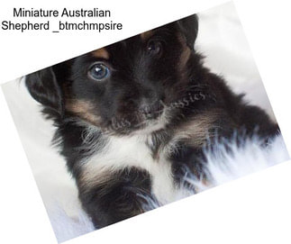 Miniature Australian Shepherd _btmchmpsire