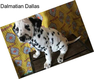 Dalmatian Dallas