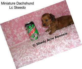 Miniature Dachshund Lc Skeedo