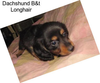 Dachshund B&t Longhair