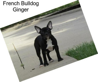French Bulldog Ginger