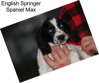 English Springer Spaniel Max