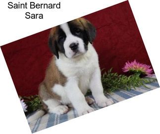 Saint Bernard Sara