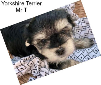 Yorkshire Terrier Mr T