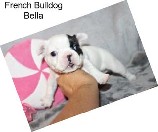 French Bulldog Bella