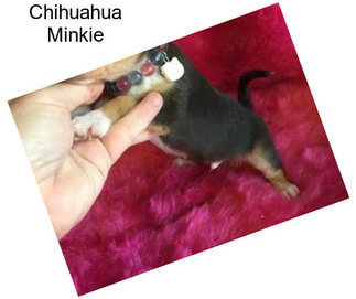 Chihuahua Minkie