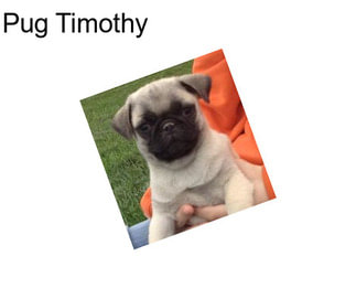 Pug Timothy