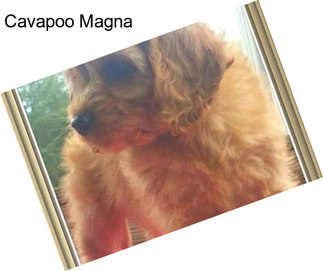 Cavapoo Magna