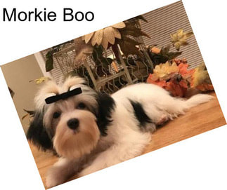 Morkie Boo