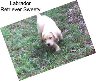 Labrador Retriever Sweety