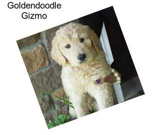 Goldendoodle Gizmo