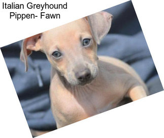 Italian Greyhound Pippen- Fawn