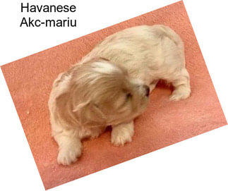 Havanese Akc-mariu