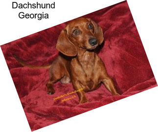 Dachshund Georgia