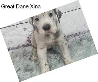 Great Dane Xina