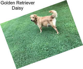 Golden Retriever Daisy