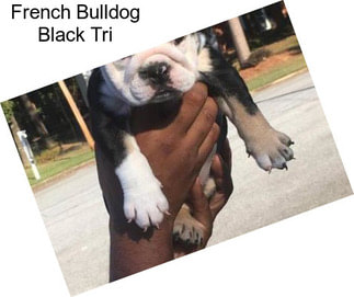 French Bulldog Black Tri