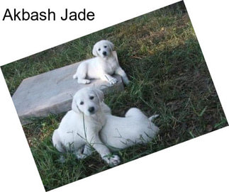 Akbash Jade